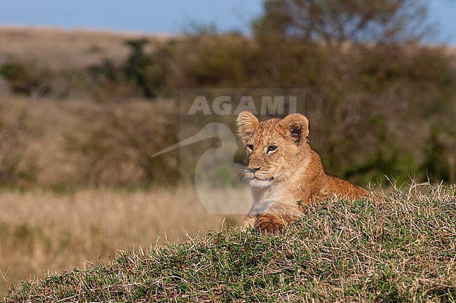 A lion cub, Panthera leo, resting on a termite mound. Masai Mara National Reserve, Kenya. stock-image by Agami/Sergio Pitamitz,