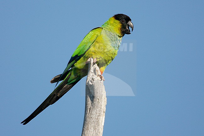 Adult
Pinellas Co., FL
February 2006 stock-image by Agami/Brian E Small,