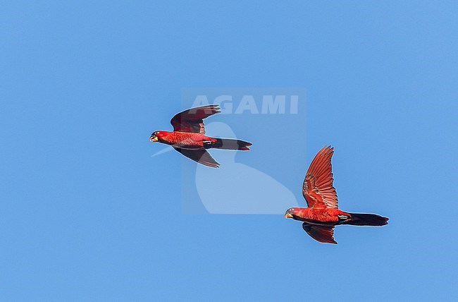 Cardinal lory (Pseudeos cardinalis) in the Solomon Islands. In flight over Mount Austin, Guadalcanal. stock-image by Agami/Marc Guyt,