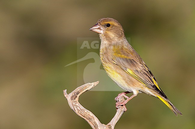 European Greenfinch (Cardueli chloris), side view of a female perched on a branch, Campania, Italy stock-image by Agami/Saverio Gatto,