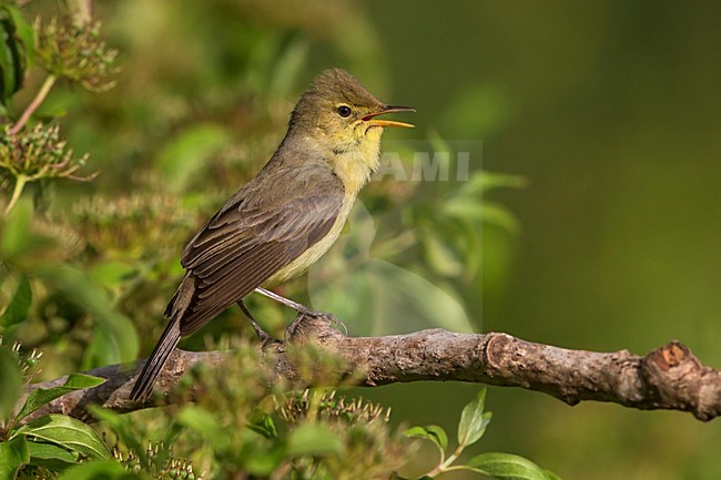 Zingende Orpheusspotvogel, Melodious Warbler singing stock-image by Agami/Daniele Occhiato,
