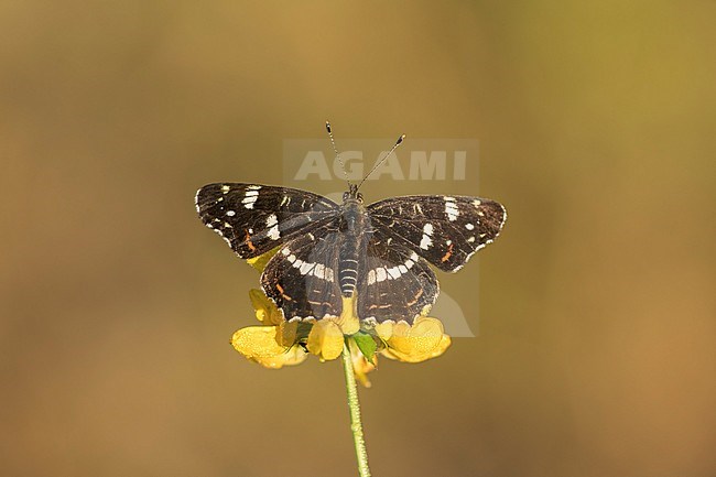 landkaartje boven aanzicht geopende vleugels; map butterfly top view with spreaded wings; stock-image by Agami/Walter Soestbergen,