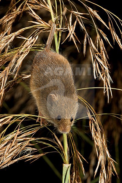 Foeragerende Dwergmuis; Foraging Harvest Mouse stock-image by Agami/Theo Douma,