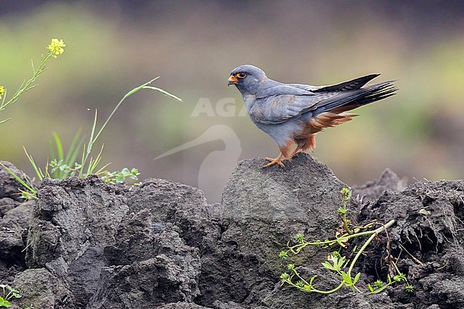 Red-footed Falcon (Falco vespertinus), side view of a 2nd cy male standing on the ground, Campania, Italy stock-image by Agami/Saverio Gatto,