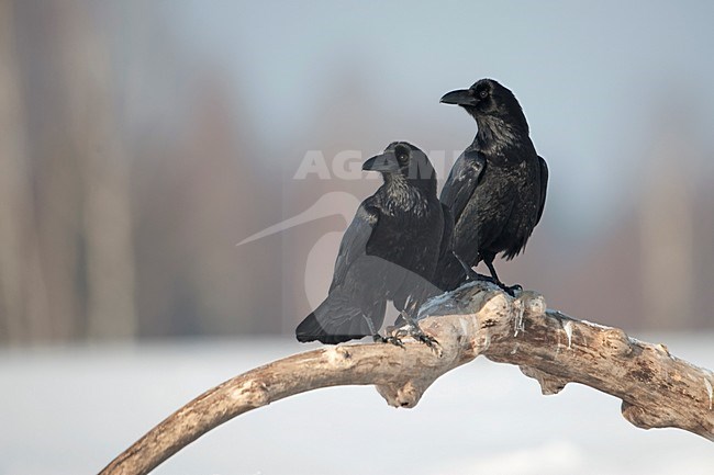 Twee raven op een boomtak; Two Ravens on a tree trunk stock-image by Agami/Han Bouwmeester,