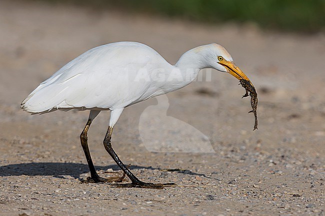 Cattle Egret (Bubulcus ibis), side view of an individual standing on the ground with a caught frog, Campania, Italy stock-image by Agami/Saverio Gatto,