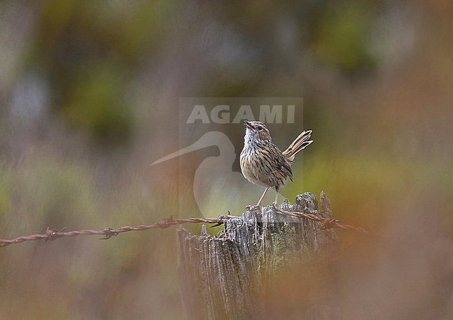 Striated Fieldwren (Calamanthus fuliginosus) perched on a wooden pole in Australia. stock-image by Agami/Andy & Gill Swash ,