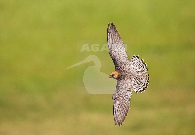 Roodpootvalk, Red-footed Falcon, Falco vespertinus stock-image by Agami/Marc Guyt,