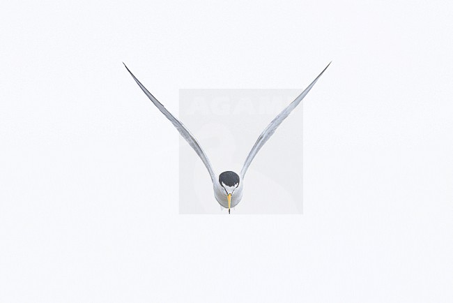 adult little tern (Sternula albifrons) in breeding plumage in flight, found at Buir Lake (Buir Nuur) in Dornod Aimag in Mongolia stock-image by Agami/Mathias Putze,