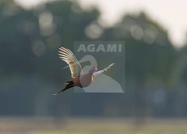 Flying and calling Male Common Pheasant (Phasianus colchicus) in front view stock-image by Agami/Ran Schols,
