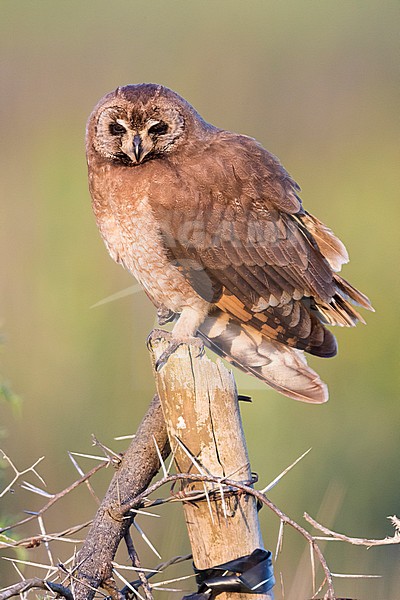 Marsh Owl (Asio capensis tingitanus), adult perched on a post in Morocco stock-image by Agami/Saverio Gatto,