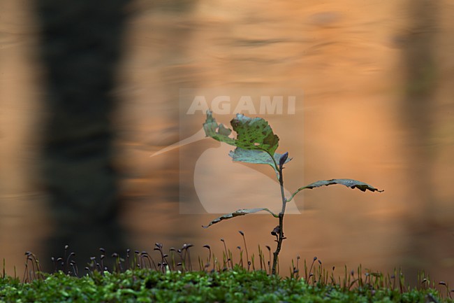 Jong boompje tussen het mos, Sapling in moss stock-image by Agami/Rob de Jong,