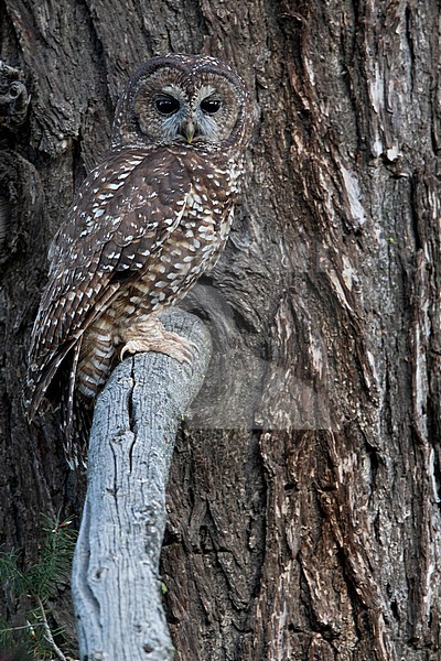 Spotted Owl (Strix occidentalis) in North-America. Perched in a tree. It is an owl species of old-growth forests in western North America. stock-image by Agami/Dubi Shapiro,