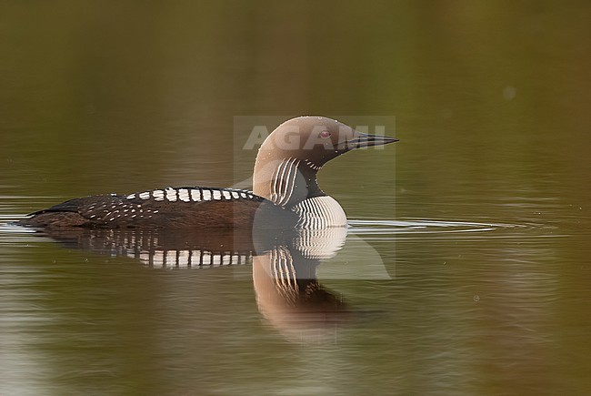Pacific Loon (Gavia pacifica) at a arctic tundra lake in Canada stock-image by Agami/Eduard Sangster,