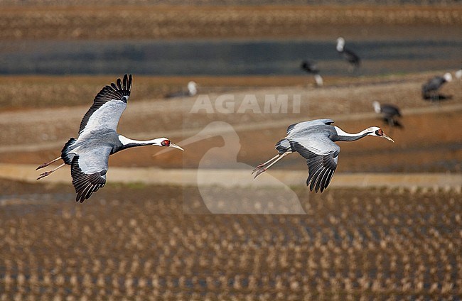 Pair of White-naped Cranes (Antigone vipio) flying over agricultural field on the island Kyushu in Japan. Few Hooded Cranes in the background. stock-image by Agami/Marc Guyt,