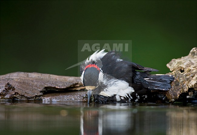 Grote Bonte Specht bij drinkplaats; Great Spotted Woodpecker at drinking site stock-image by Agami/Marc Guyt,