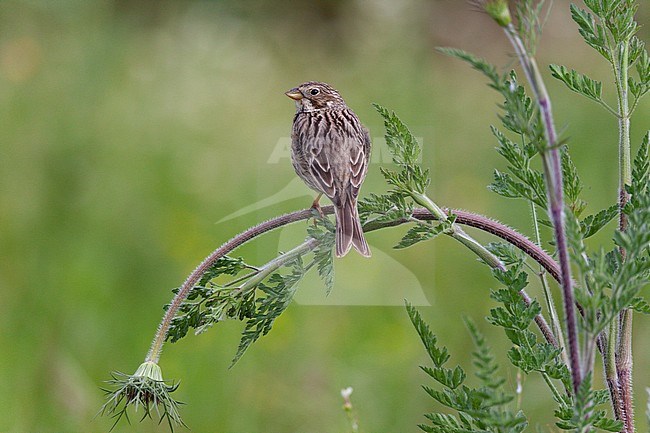 Corn Bunting (Miliaria calandra) sitting on stalk of flower in Portugal. stock-image by Agami/Ran Schols,