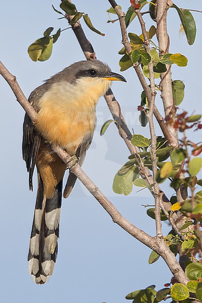 Mangrove Cuckoo (Coccyzus minor) Perched on a branch in Puerto Rico stock-image by Agami/Dubi Shapiro,