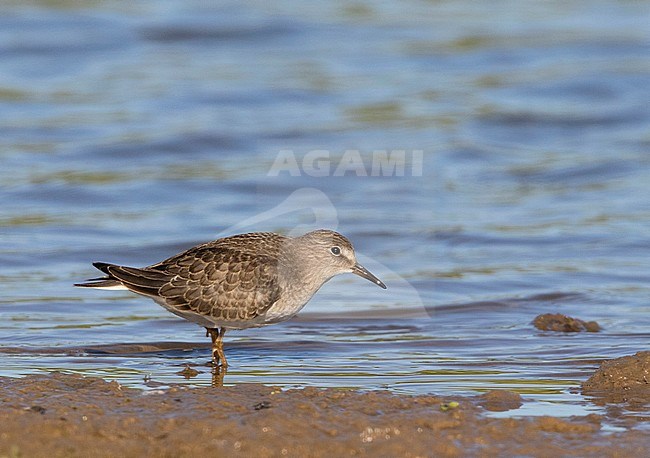 First-winter Temminck's Stint (Calidris temminckii) during autum migration along the shore of a small lake in the Netherlands. stock-image by Agami/Edwin Winkel,