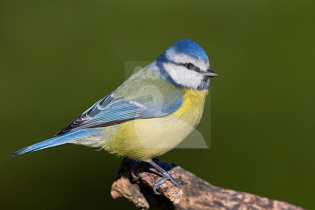 Blue Tit (Cyanistes caeruleus), adult perched on a dead branch stock-image by Agami/Saverio Gatto,