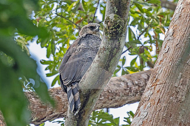 Crested Eagle (Morphnus guianensis) at its nest in Panama. stock-image by Agami/Pete Morris,