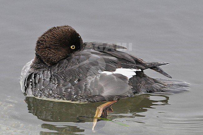Vrouwtje Brilduiker kop in veren; Female Common Goldeneye head in feathers stock-image by Agami/Rob Riemer,