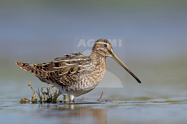 Watersnip foeragerend stock-image by Agami/Han Bouwmeester,