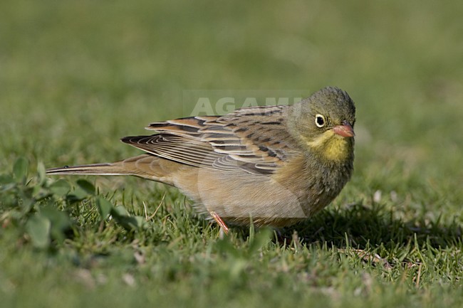 Ortolan Bunting male foraging on the ground; Ortolaan man foeragerend op de grond stock-image by Agami/Daniele Occhiato,