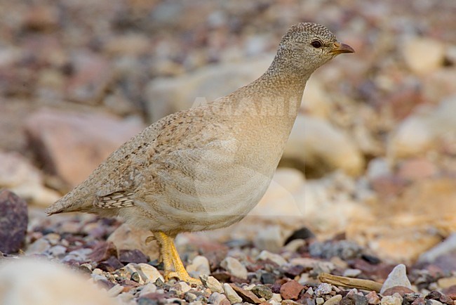 Vrouwtje Arabische Woestijnpatrijs, Female Sand Partridge stock-image by Agami/Daniele Occhiato,