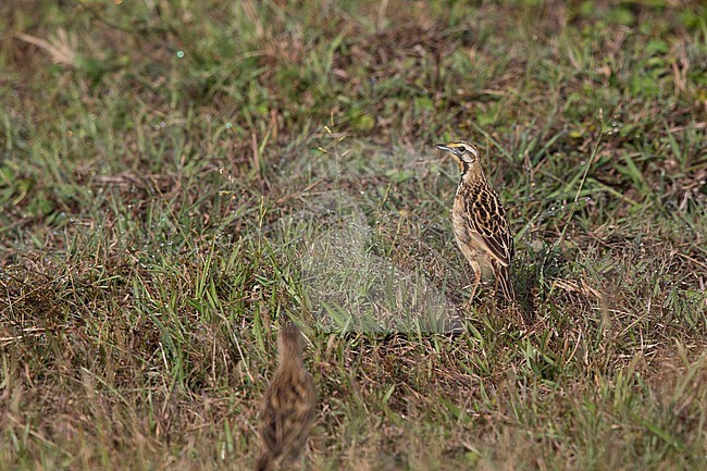 Abyssinian Longclaw (Macronyx flavicollis) perching on ground in Alemgono Wetland near Bonga stock-image by Agami/Mathias Putze,