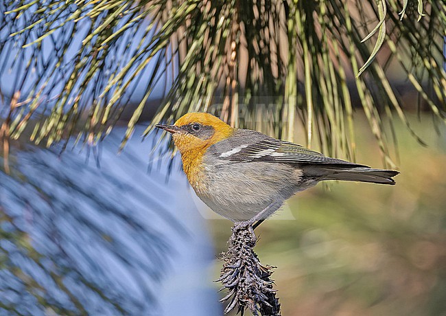 Olive Warbler (Peucedramus taeniatus) in Western Mexico. stock-image by Agami/Pete Morris,
