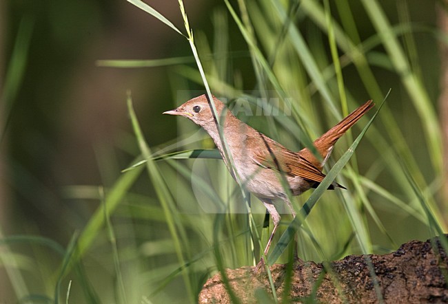 Nachtegaal verschuilend in vegetatie; Common Nightingale hiding in foliage stock-image by Agami/Marc Guyt,