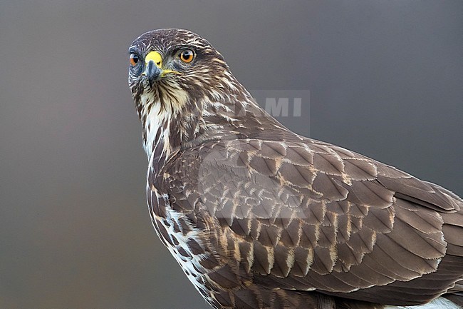 Closeup of a Common Buzzard (Buteo buteo) in Italy. stock-image by Agami/Daniele Occhiato,