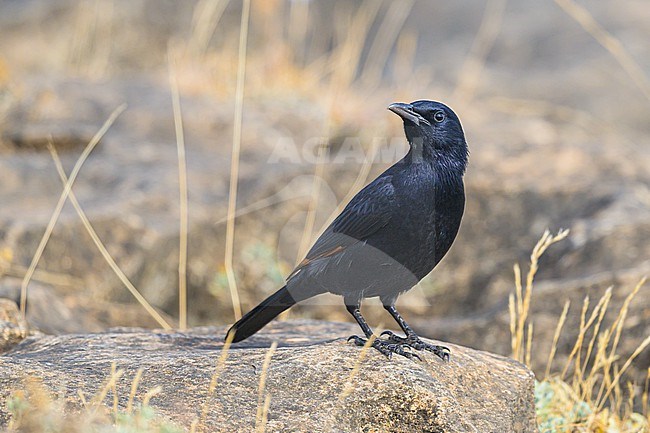 Tristram's Starling, Onychognathus tristramii, perched on a rock. stock-image by Agami/Sylvain Reyt,