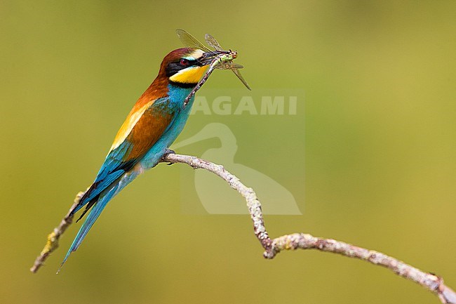 European Bee-eater, Merops apiaster, in Italy. Perched with a dragonfly in its beak. stock-image by Agami/Daniele Occhiato,
