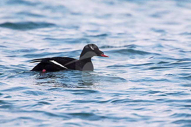 Mannetje Amerikaanse Grote Zee-eend; American White-winged Scoter male. Vagrant in Iceland. stock-image by Agami/David Monticelli,
