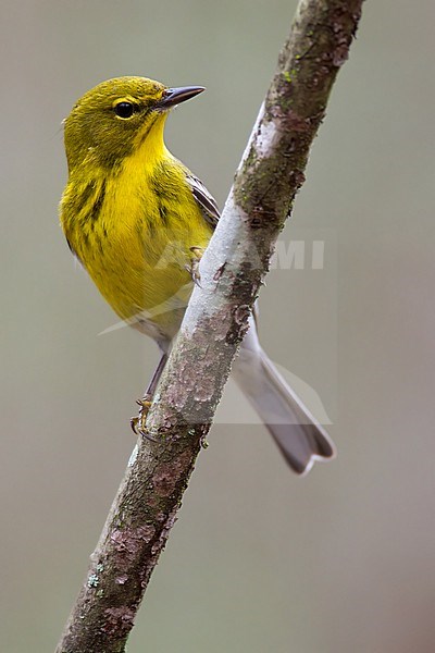 Pine Warbler (Setophaga pinus) adult male perched on a branch stock-image by Agami/Dubi Shapiro,