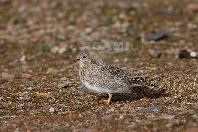 Patagonische Kwartelsnip in Patagonie; Least Seedsnipe in Patagonia stock-image by Agami/Marc Guyt,