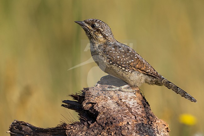 Draaihals; Eurasian Wryneck stock-image by Agami/Daniele Occhiato,