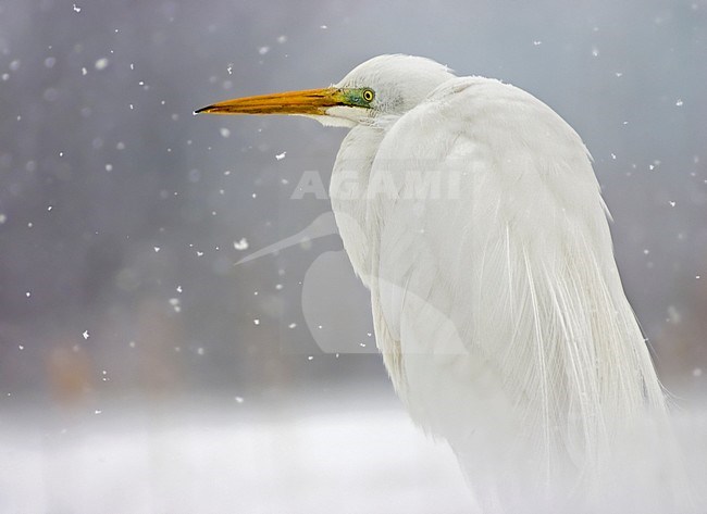 Grote zilverreiger staand in sneeuw; Great Egret standing in snow stock-image by Agami/Bence Mate,