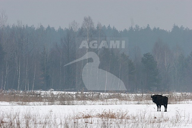 Wisenten in winters landschap; European Bisons in winter landscape stock-image by Agami/Menno van Duijn,