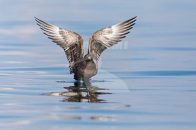 First-winter Arctic Skua (Stercorarius parasiticus) on an inlake lake in Germany (Baden-Württemberg). Taking off from the water surface. stock-image by Agami/Ralph Martin,