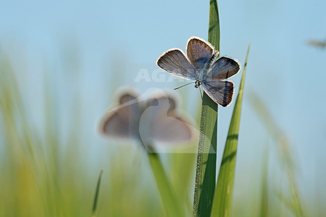 Heideblauwtjes in groene stengels, Silver-studded Blues in green stalks stock-image by Agami/Rob de Jong,