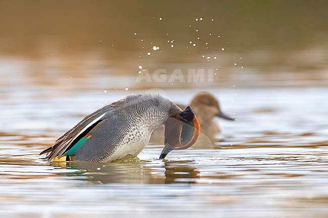 Eurasian Teal (Anas crecca) in Italy. stock-image by Agami/Daniele Occhiato,