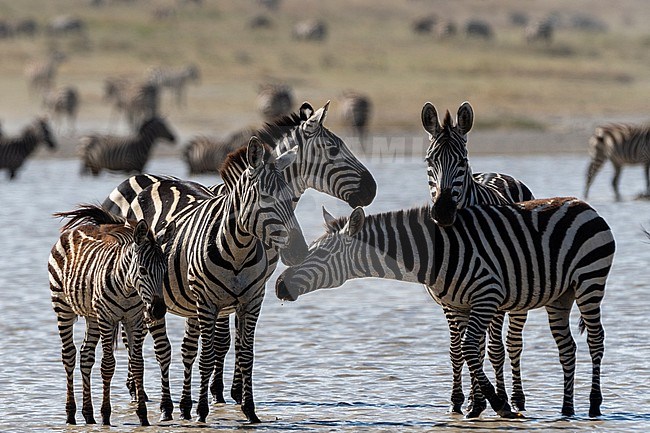 Burchell's Zebras, Equus Quagga Burchellii, in the Hidden Valley lake. Ndutu, Ngorongoro Conservation Area, Tanzania. stock-image by Agami/Sergio Pitamitz,