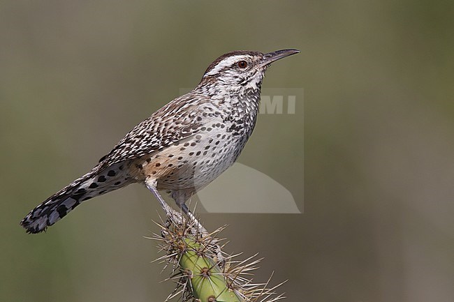 Adult (coastal Southern California subspecies)
Los Angeles Co., CA
January 2011 stock-image by Agami/Brian E Small,