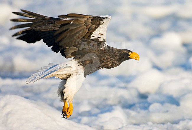 Steller-zeearend, Stellers Sea-eagle, Haliaeetus pelagicus stock-image by Agami/Marc Guyt,
