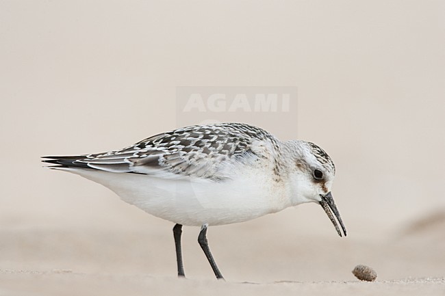 Drieteenstrandloper met braakbal (serie van 3 foto's), Sanderling with pellet (serie of three images) stock-image by Agami/Menno van Duijn,