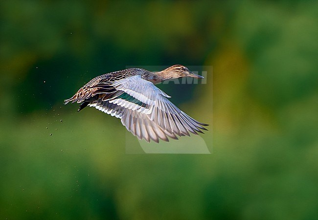 Garganey (Spatula querquedula), eclipse male in flight against green background, Czechia stock-image by Agami/Tomas Grim,