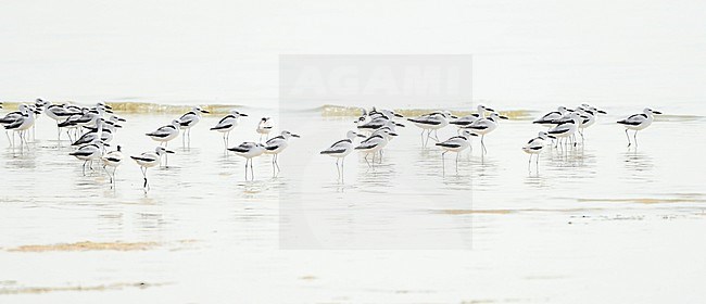Crab Plover (Dromas ardeola) is one of the most wanted wader species as it is big and beautiful. Here is a group at Barr al Hikman, probably the most important wader resting area at the Arabian Peninsula. stock-image by Agami/Eduard Sangster,